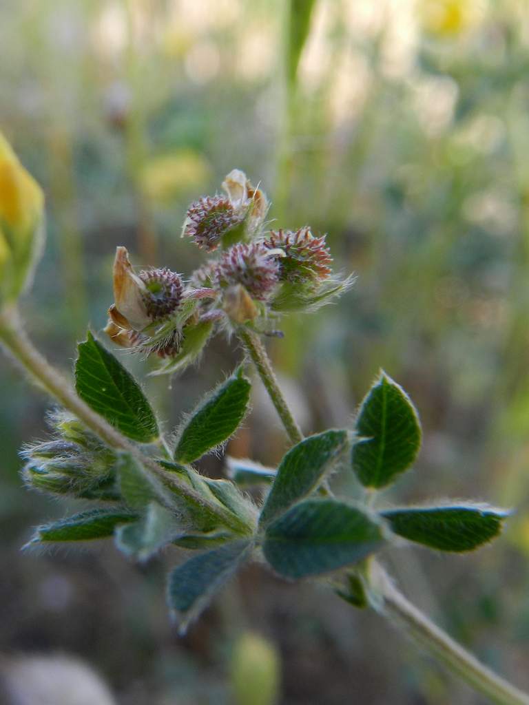 Medicago minima / Erba medica minima